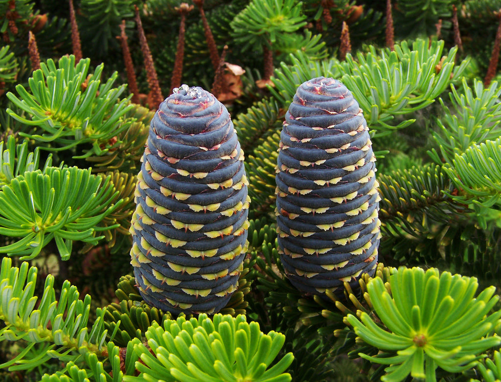 High quality Purple Abies Koreana Flower seeds for Planting Sun Loving, Heirloom & GMO Free Seeds for Home Garden seeds pack
