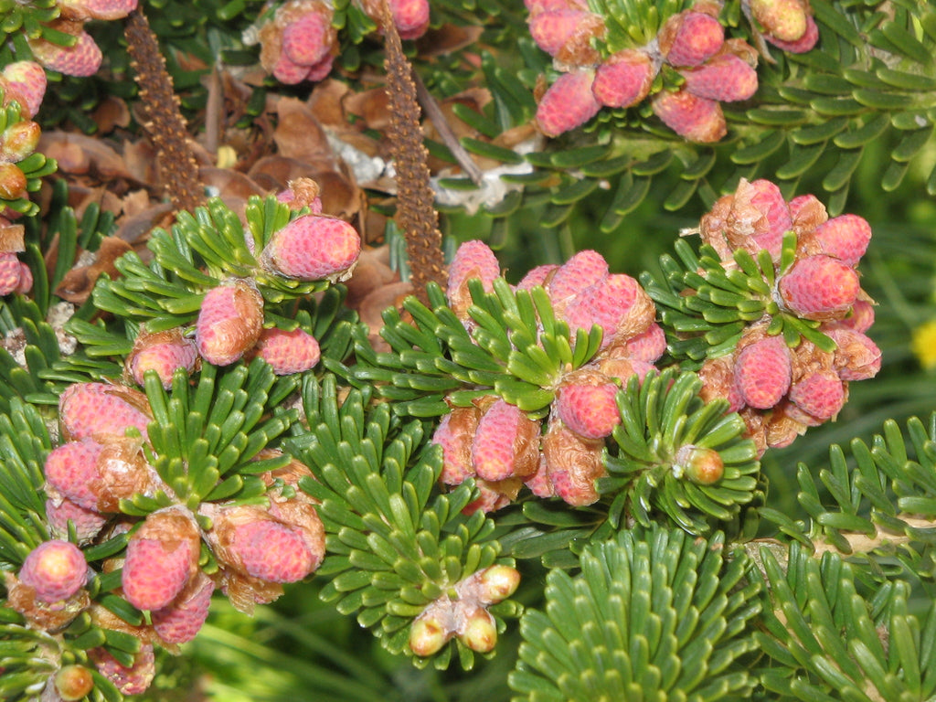 High quality Abies Koreana Flower seeds for Planting Shade Tolerant, Heirloom & GMO Free Seeds for Home Garden seeds pack