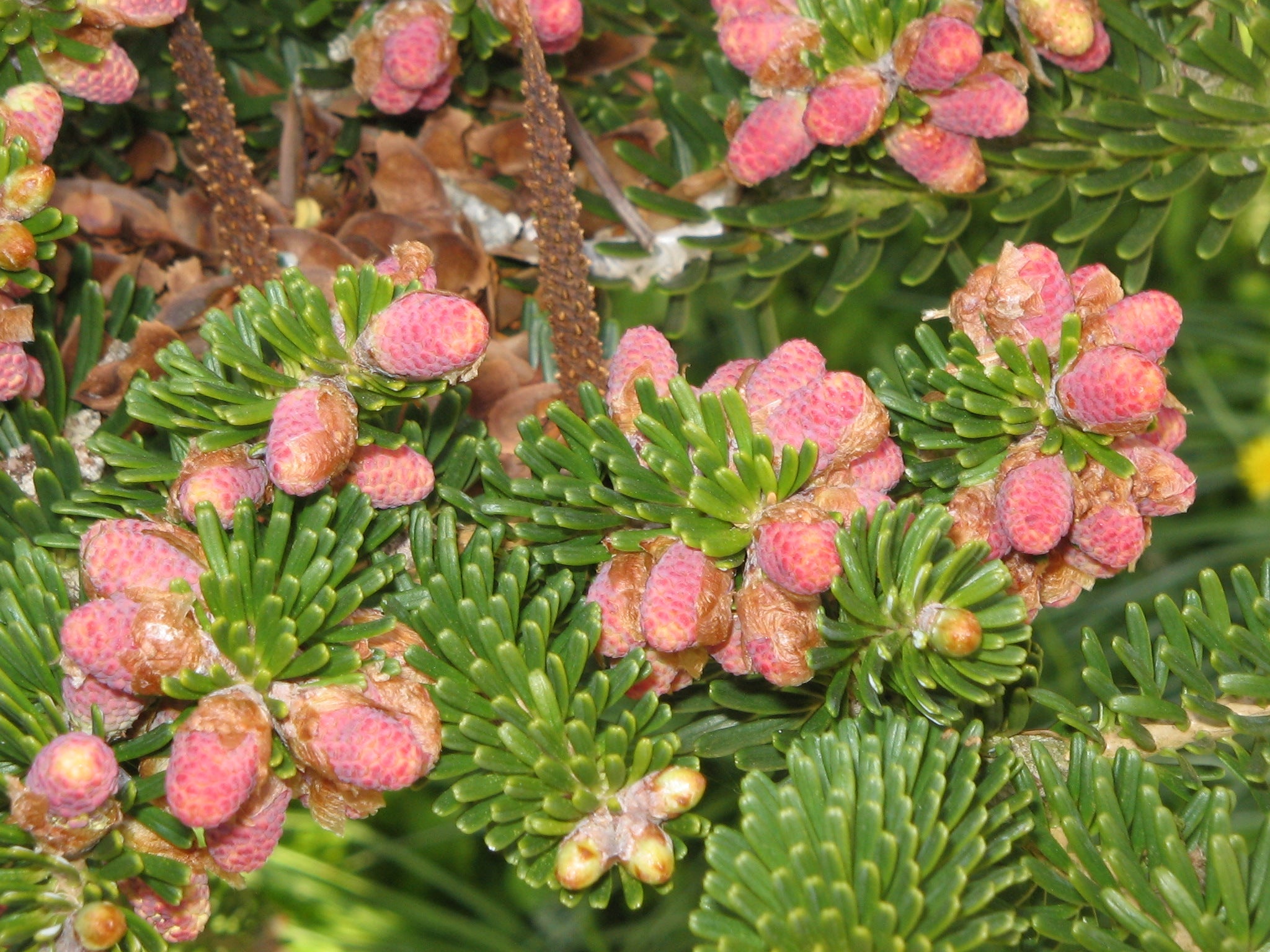 High quality Abies Koreana Flower seeds for Planting Shade Tolerant, Heirloom & GMO Free Seeds for Home Garden seeds pack