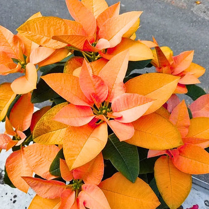 Poinsettia Flower seeds for Planting Premium Quality Heirloom & GMO Free Seeds for Home Garden
