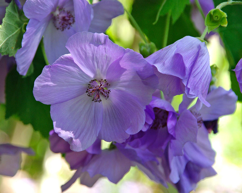 Premium Violet Abutilon Flower seeds for Planting Bright Blooms, Heirloom & GMO Free Seeds for Home Garden seeds