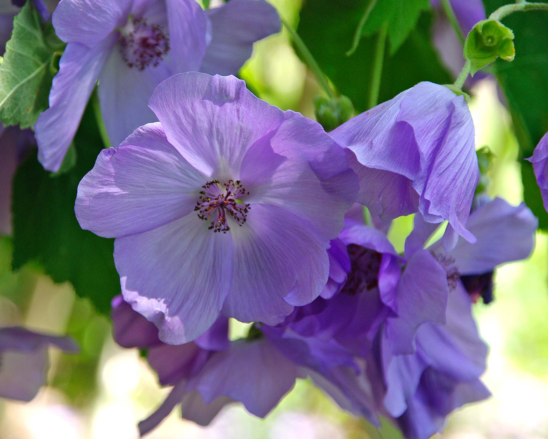 Premium Violet Abutilon Flower seeds for Planting Bright Blooms, Heirloom & GMO Free Seeds for Home Garden seeds