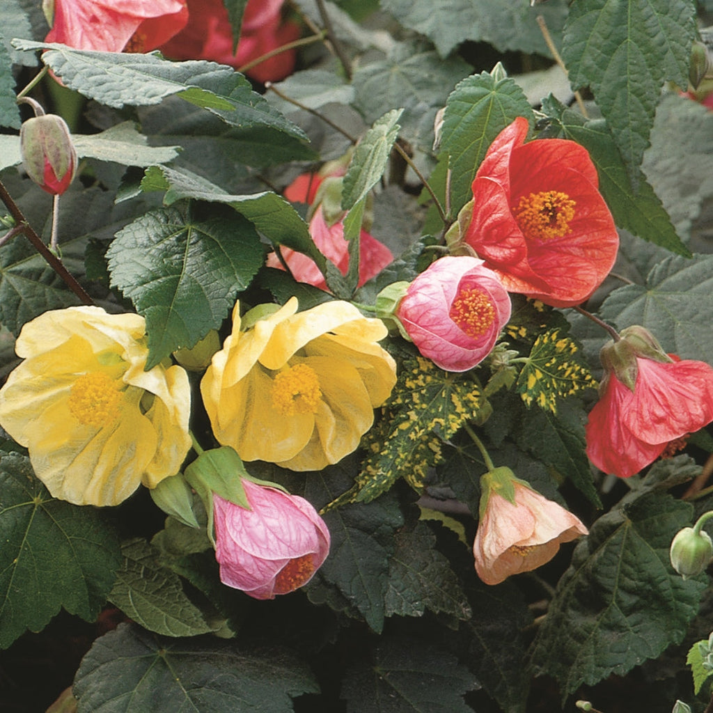 Mixed Abutilon Flower seeds for Planting Bright Blooms, Heirloom & GMO Free Seeds for Home Garden vegetable and garden seeds