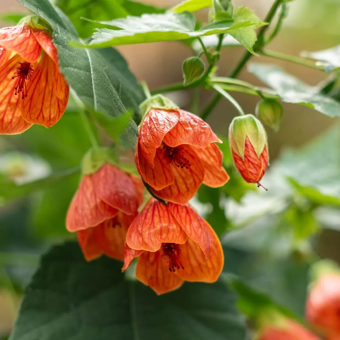 Abutilon Hybridum Seeds for Planting
