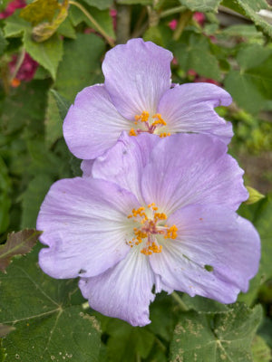 Purple Abutilon Striatum Flower seeds for Planting Compact Growth, Heirloom & GMO Free Seeds for Home Garden vegetable and garden seeds