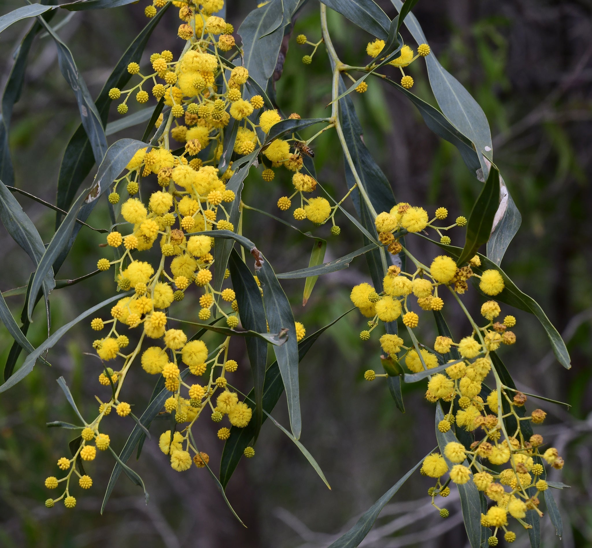 Yellow Wattle Flower seeds for Planting Fragrant Blossoms, Heirloom & GMO Free Seeds for Home Garden seeds for planting