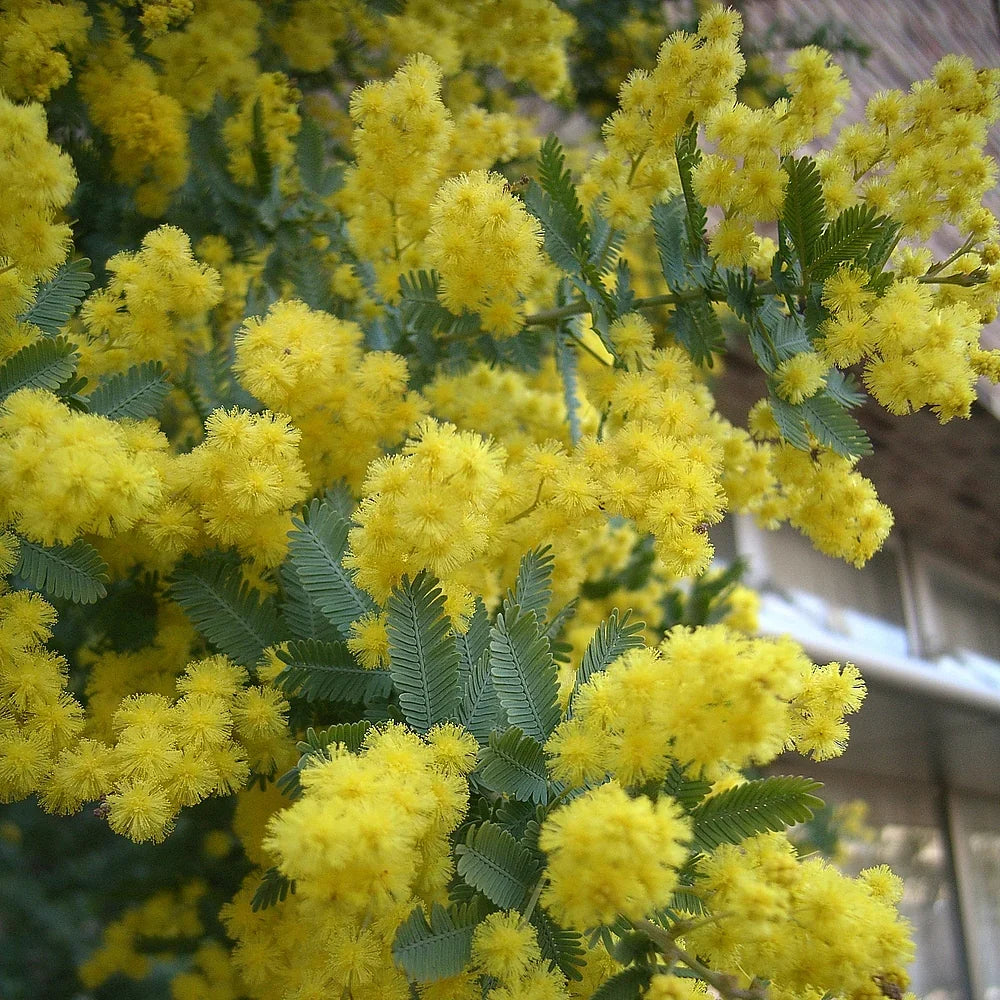 Yellow Acacia Perennial Flower Seeds for Planting, Heirloom Non-GMO Organic Garden Seeds