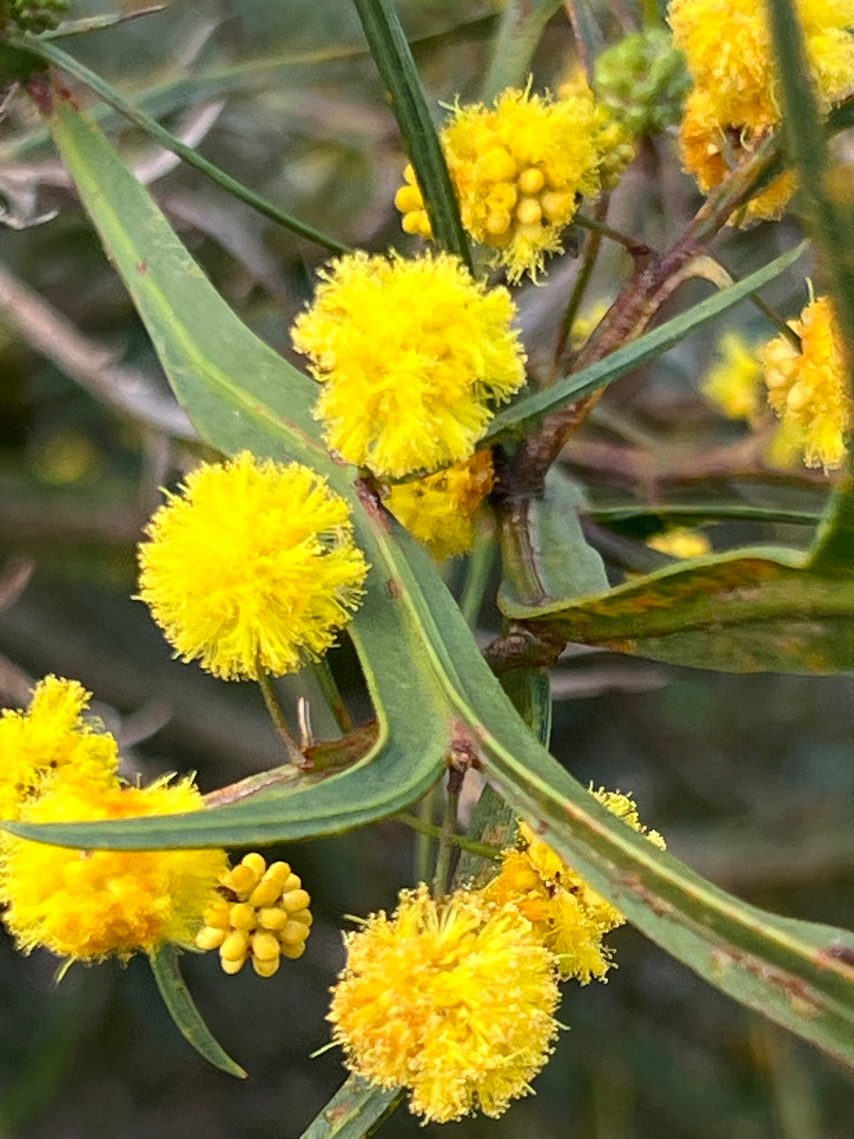 Acacia Flower seeds for Planting Pollinator Friendly Heirloom & GMO Free Seeds for Home Garden