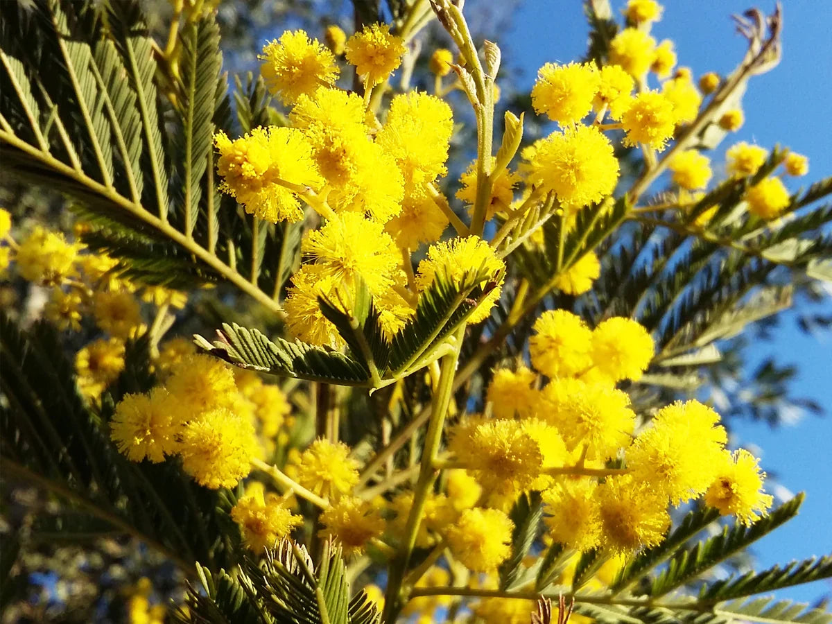 Dealbata Mimosa Flower seeds for Planting Perfect for Borders Heirloom & GMO Free Seeds for Home Garden