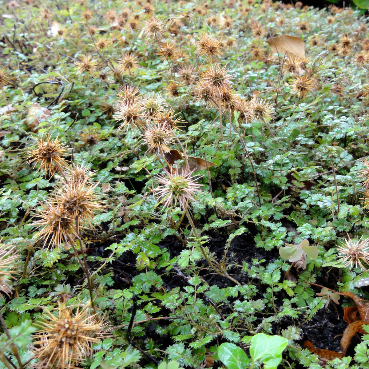 Heirloom Acaena Microphylla Flower seeds for Planting Garden Favorite Heirloom & GMO Free Seeds for Home Garden