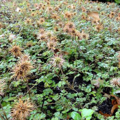 Heirloom Acaena Microphylla Flower seeds for Planting Garden Favorite Heirloom & GMO Free Seeds for Home Garden