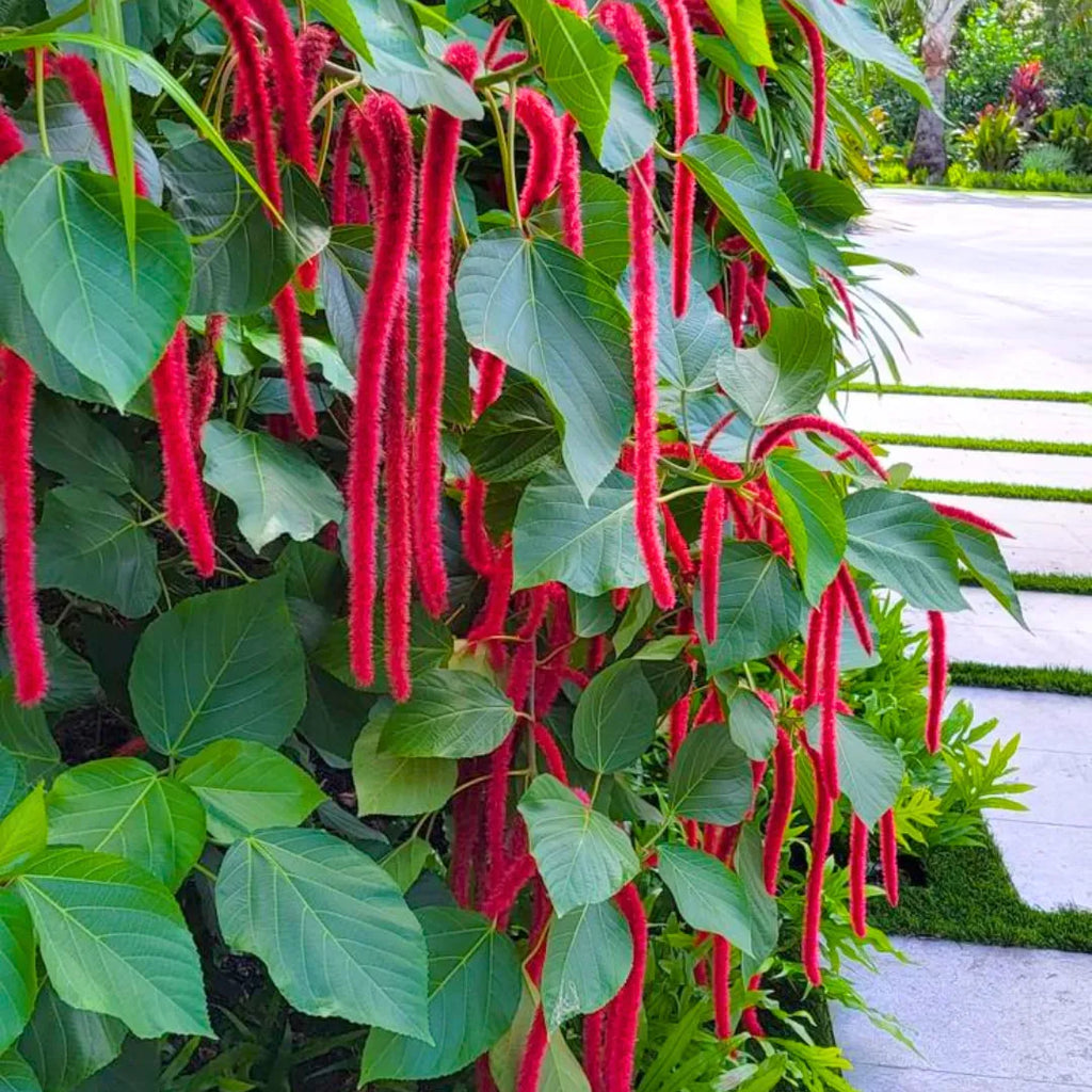 Premium Pink Acalypha Chenille Flower seeds for Planting Pollinator Friendly, Heirloom & GMO Free Seeds for Home Garden seeds