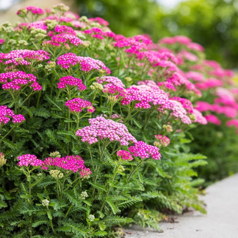Yarrow Flower seeds for Planting Hardy Variety Heirloom & GMO Free Seeds for Home Garden