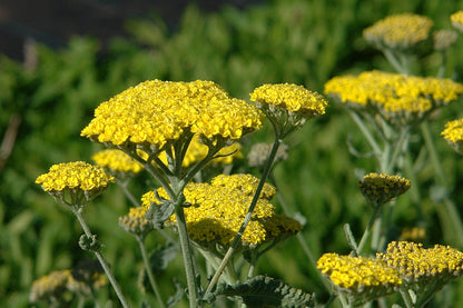 Achillea Flower seeds for Planting Compact Growth Heirloom & GMO Free Seeds for Home Garden