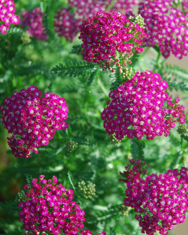 Pink Achillea Yarrow Flower seeds for Planting Premium Quality, Heirloom & GMO Free Seeds for Home Garden vegetable and garden seeds