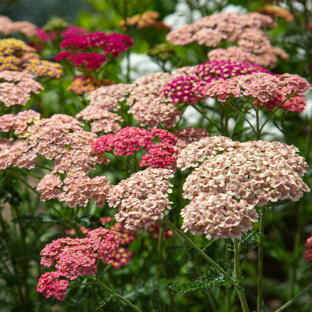 Mixed Achillea Millefolium Flower seeds for Planting Vibrant Colors, Heirloom & GMO Free Seeds for Home Garden vegetable and garden seeds