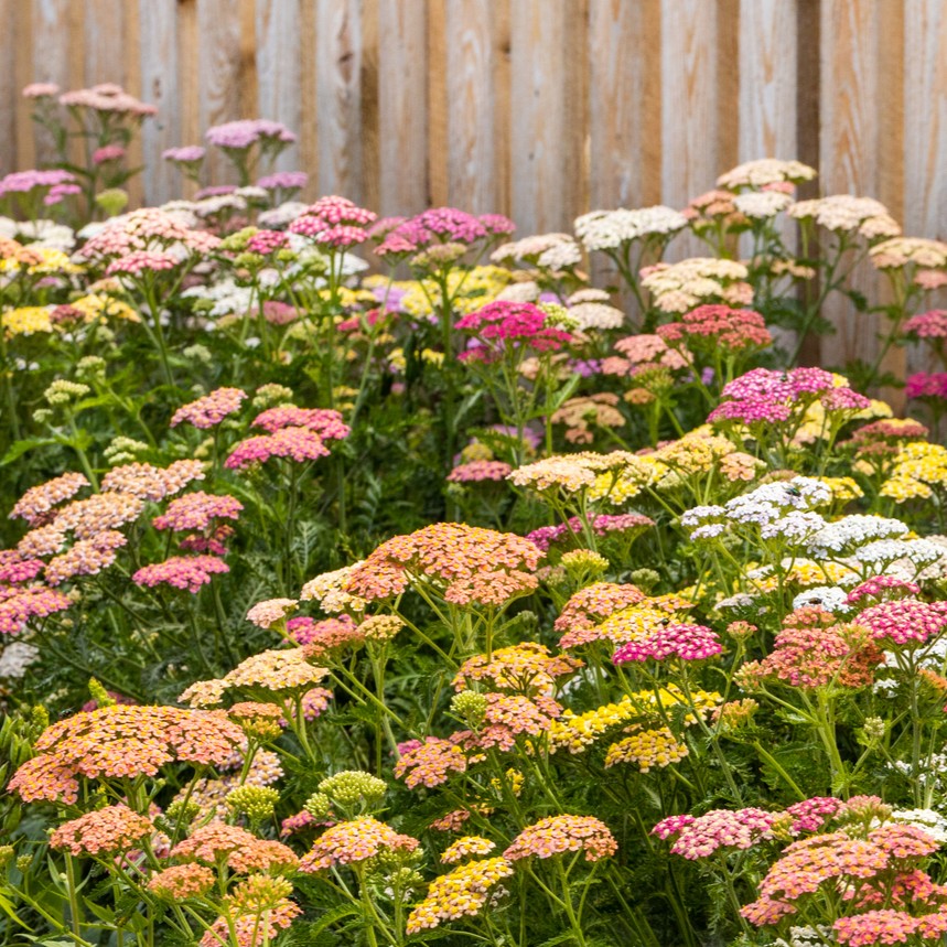 High quality Mixed Achillea Millefolium Flower seeds for Planting Vibrant Colors, Heirloom & GMO Free Seeds for Home Garden seeds pack