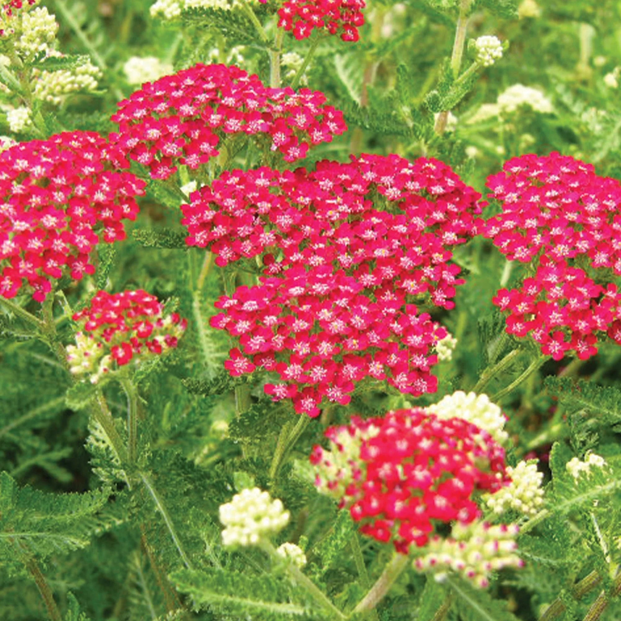 Premium Red Yarrow Flower seeds for Planting Cottage Garden Essential, Heirloom & GMO Free Seeds for Home Garden seeds