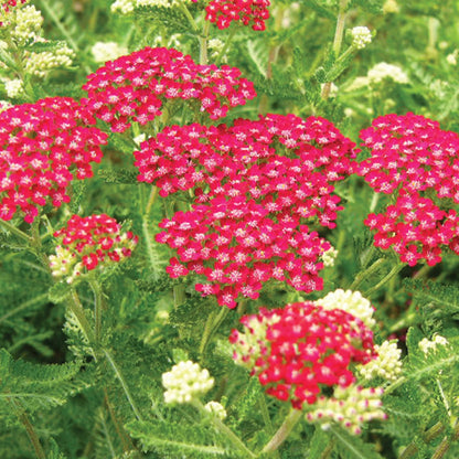 Premium Red Yarrow Flower seeds for Planting Cottage Garden Essential, Heirloom & GMO Free Seeds for Home Garden seeds