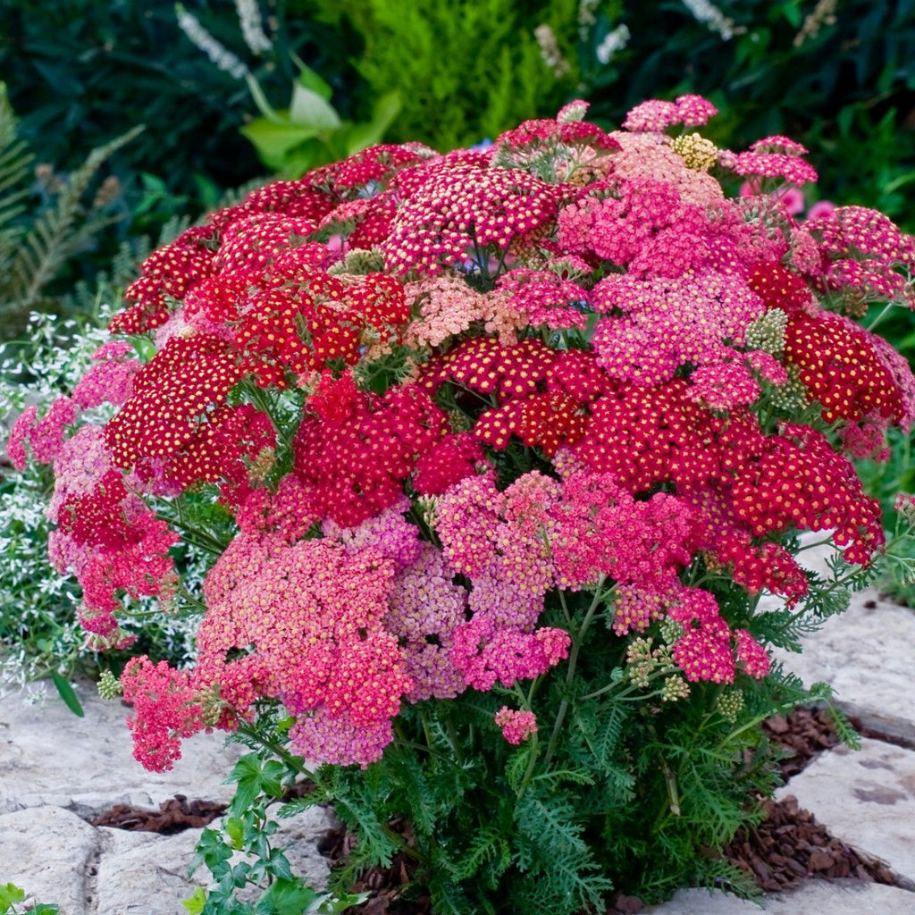 Premium Mixed Achillea Millefolium Flower seeds for Planting Vibrant Colors, Heirloom & GMO Free Seeds for Home Garden seeds