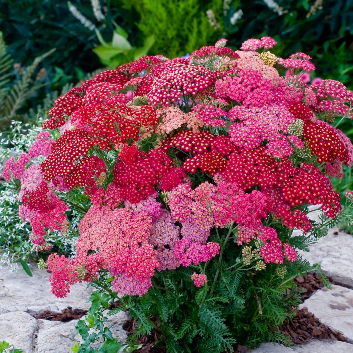 Premium Mixed Achillea Millefolium Flower seeds for Planting Vibrant Colors, Heirloom & GMO Free Seeds for Home Garden seeds