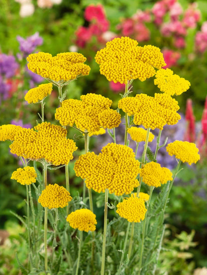 Achillea Flower seeds for Planting Compact Growth Heirloom & GMO Free Seeds for Home Garden