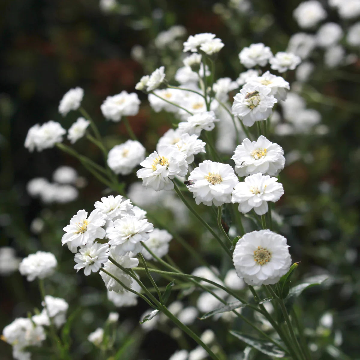 White Ptarmica Flower seeds for Planting Vibrant Colors, Heirloom & GMO Free Seeds for Home Garden Sale seeds for planting