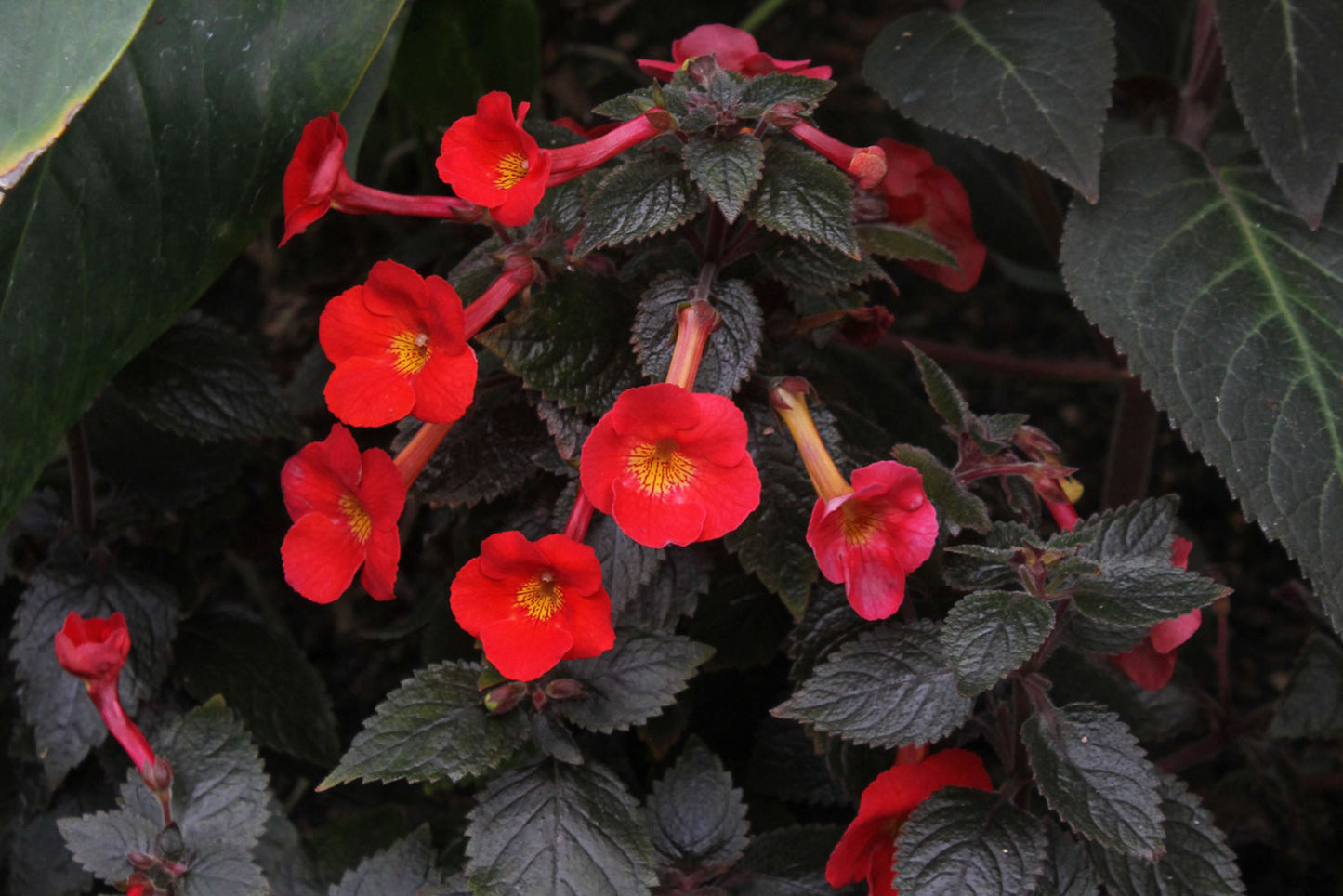 Heirloom Achimenantha Flower seeds for Planting Low Maintenance Heirloom & GMO Free Seeds for Home Garden