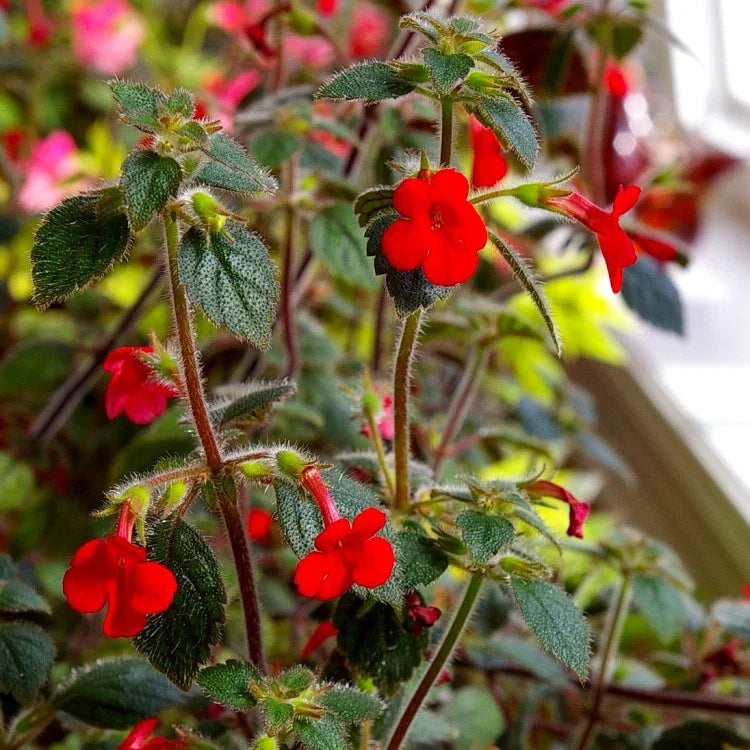 Heirloom Achimenantha Flower seeds for Planting Low Maintenance Heirloom & GMO Free Seeds for Home Garden