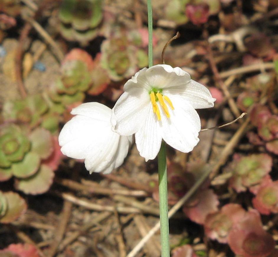 White Leucocoryne Flower seeds for Planting Long Bloom Season, Heirloom & GMO Free Seeds for Home Garden seeds for planting