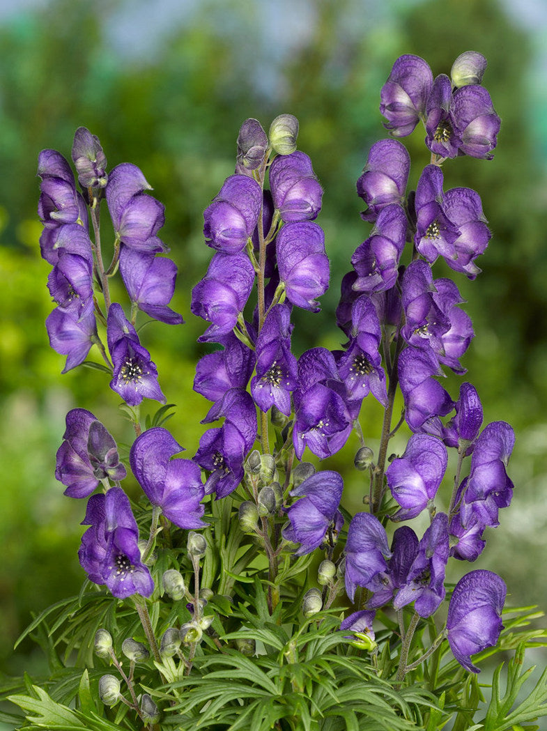 Aconitum Napellus Flower seeds for Planting Cut Flower Favorite Heirloom & GMO Free Seeds for Home Garden