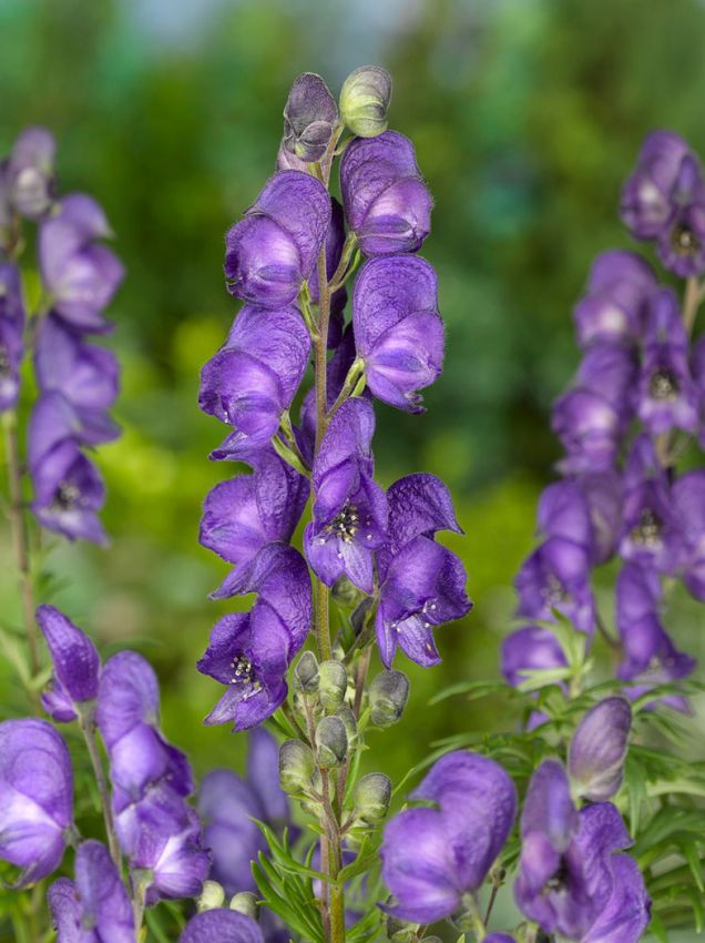Aconitum Flower seeds for Planting Perfect for Borders, Heirloom & GMO Free Seeds for Home Garden vegetable and garden seeds