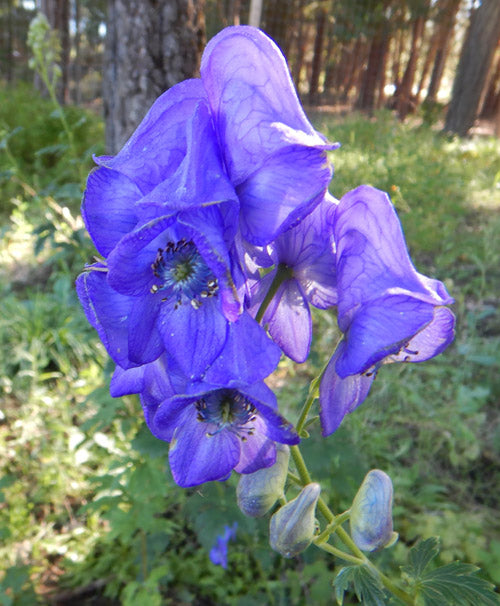 High quality Blue Carmichaelii Flower seeds for Planting Fragrant Blossoms, Heirloom & GMO Free Seeds for Home Garden seeds pack