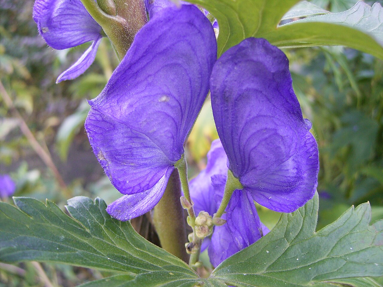 Heirloom Aconitum Flower seeds for Planting Hardy Variety Heirloom & GMO Free Seeds for Home Garden