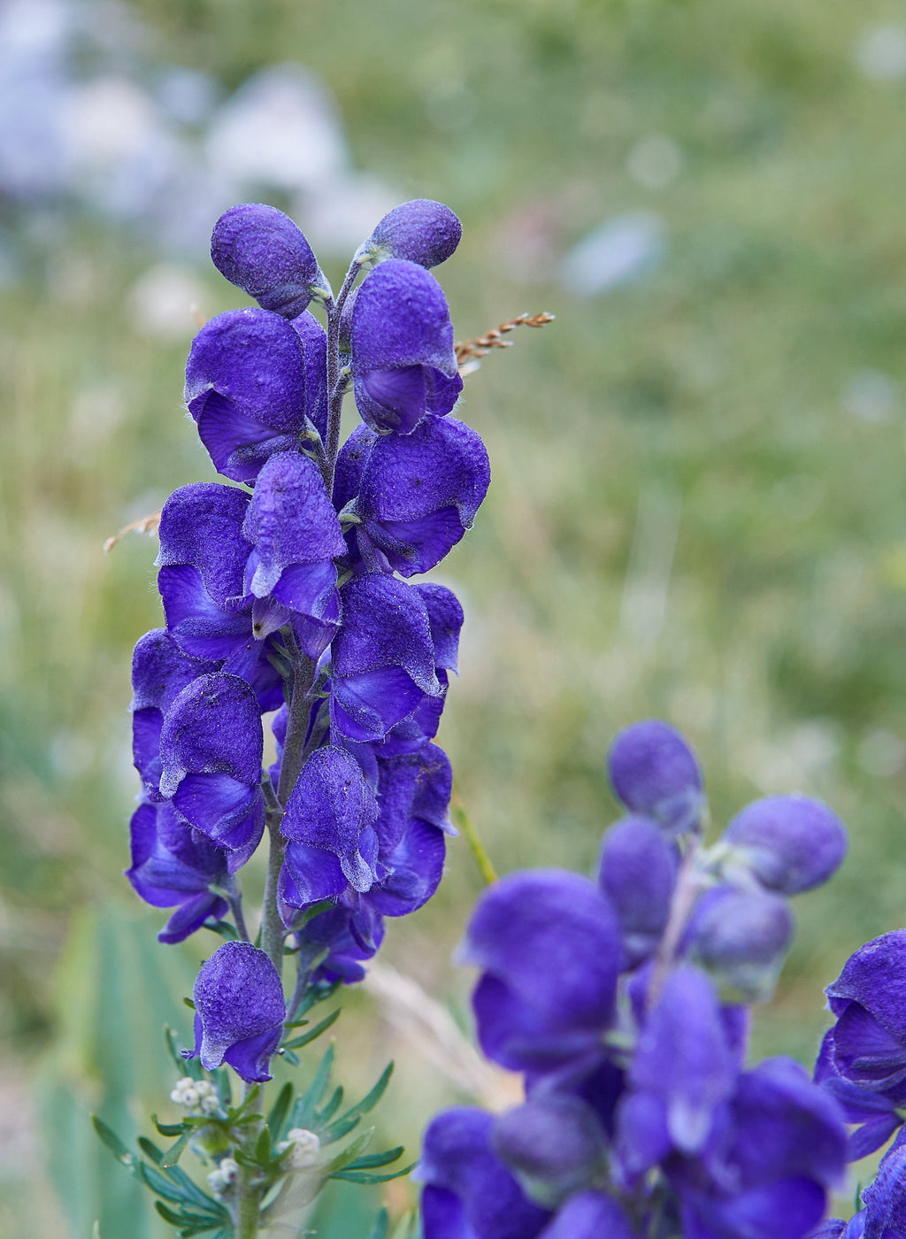 Aconite Flower seeds for Planting Long Bloom Season, Heirloom & GMO Free Seeds for Home Garden vegetable and garden seeds