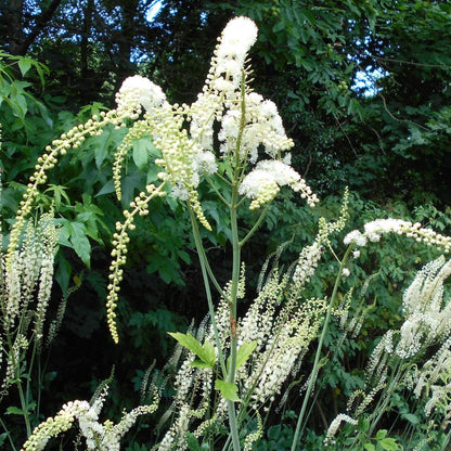 Cimicifuga Racemosa Flower seeds for Planting Hardy Variety Heirloom & GMO Free Seeds for Home Garden