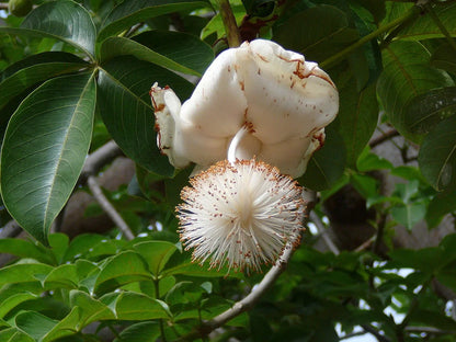 Adansonia Digitata Flower seeds for Planting Bright Blooms Heirloom & GMO Free Seeds for Home Garden