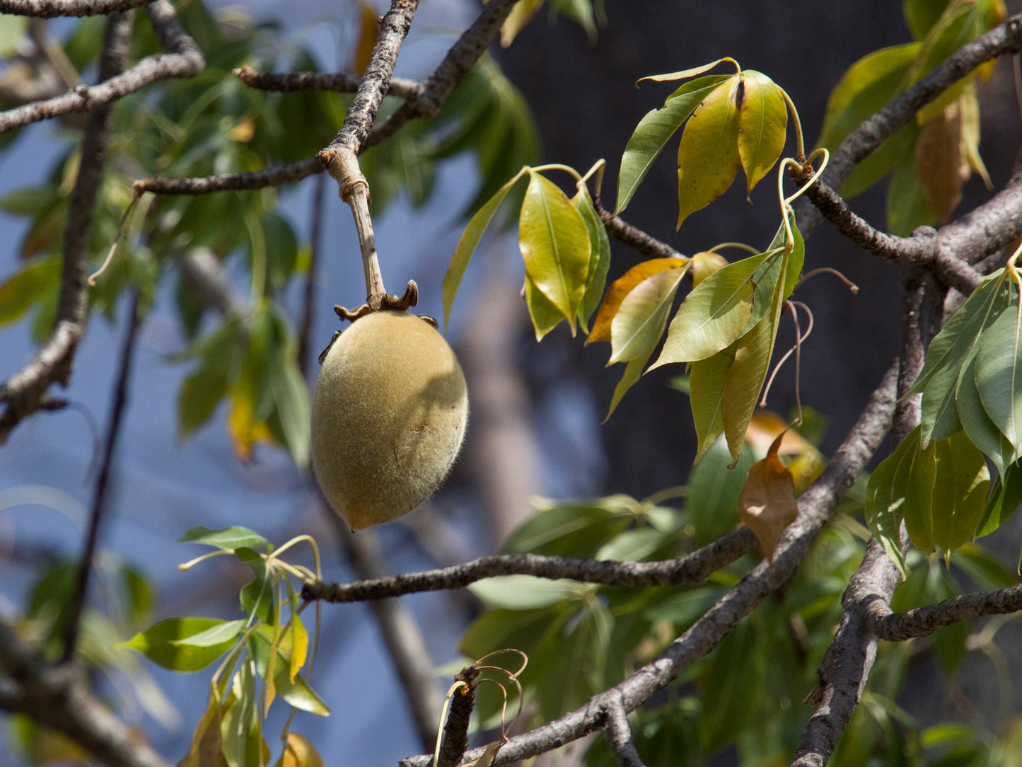 African Baobab Tree (Adansonia Digitata) Monkey Bread, Judas Fruit Seeds