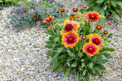 Heirloom Blanket Flower seeds for Planting Premium Quality Heirloom & GMO Free Seeds for Home Garden