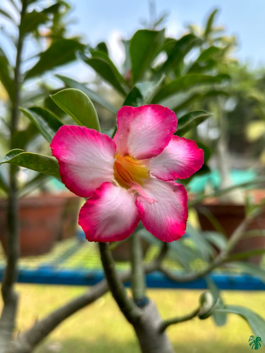 Adenium Flower seeds for Planting Cut Flower Favorite Heirloom & GMO Free Seeds for Home Garden 
 
 Sale for planting in home garden