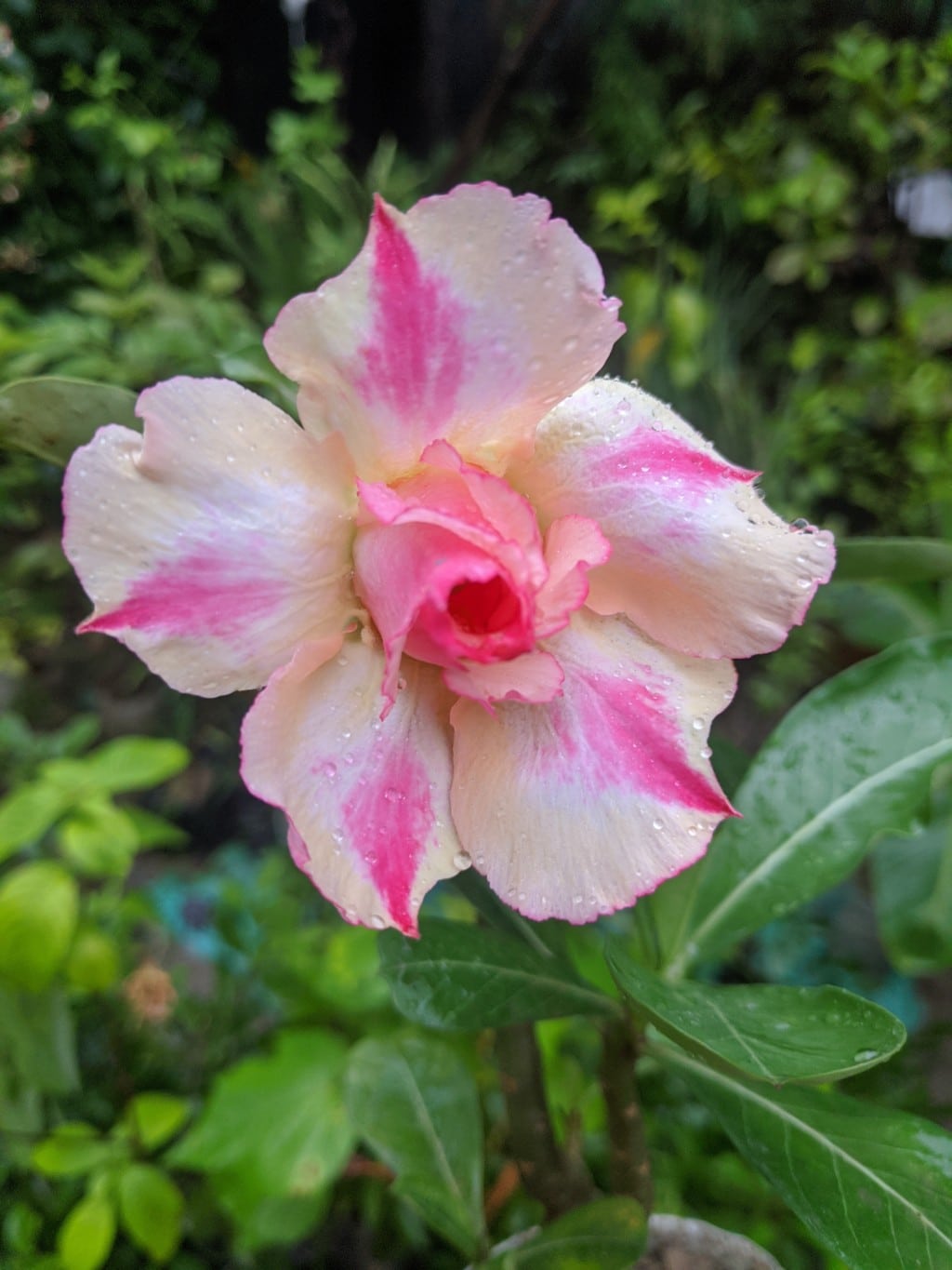 Pink White Adenium Flower seeds for Planting Sun Loving, Heirloom & GMO Free Seeds for Home Garden vegetable and garden seeds