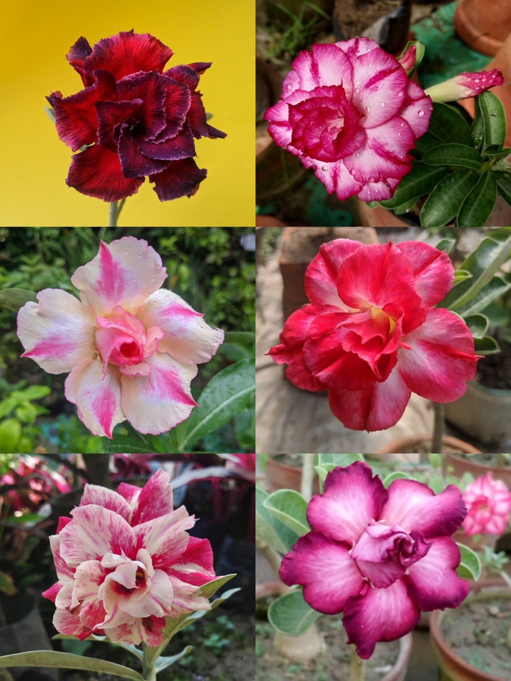 Pink Obesum Flower seeds for Planting Low Maintenance, Heirloom & GMO Free Seeds for Home Garden vegetable and garden seeds