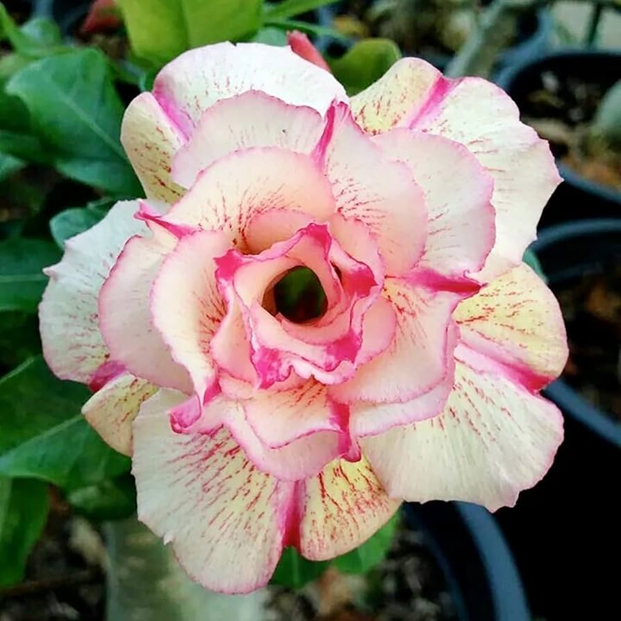 Non GMO Adenium seeds for planting