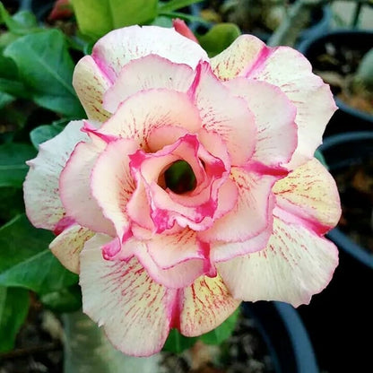 Non GMO Adenium seeds for planting