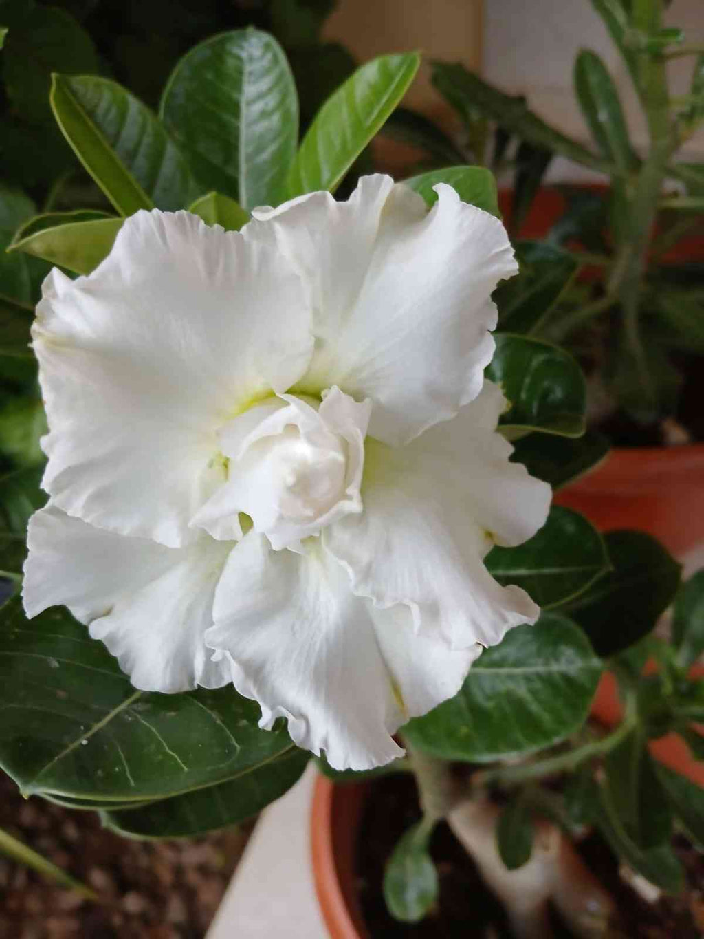 White Adenium Obessum Flower seeds for Planting Long Bloom Season, Heirloom & GMO Free Seeds for Home Garden vegetable and garden seeds
