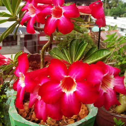 Thick Pink Adenium Obesum Seeds Flower seeds for Planting Vibrant Colors Heirloom & GMO Free Seeds for Home Garden