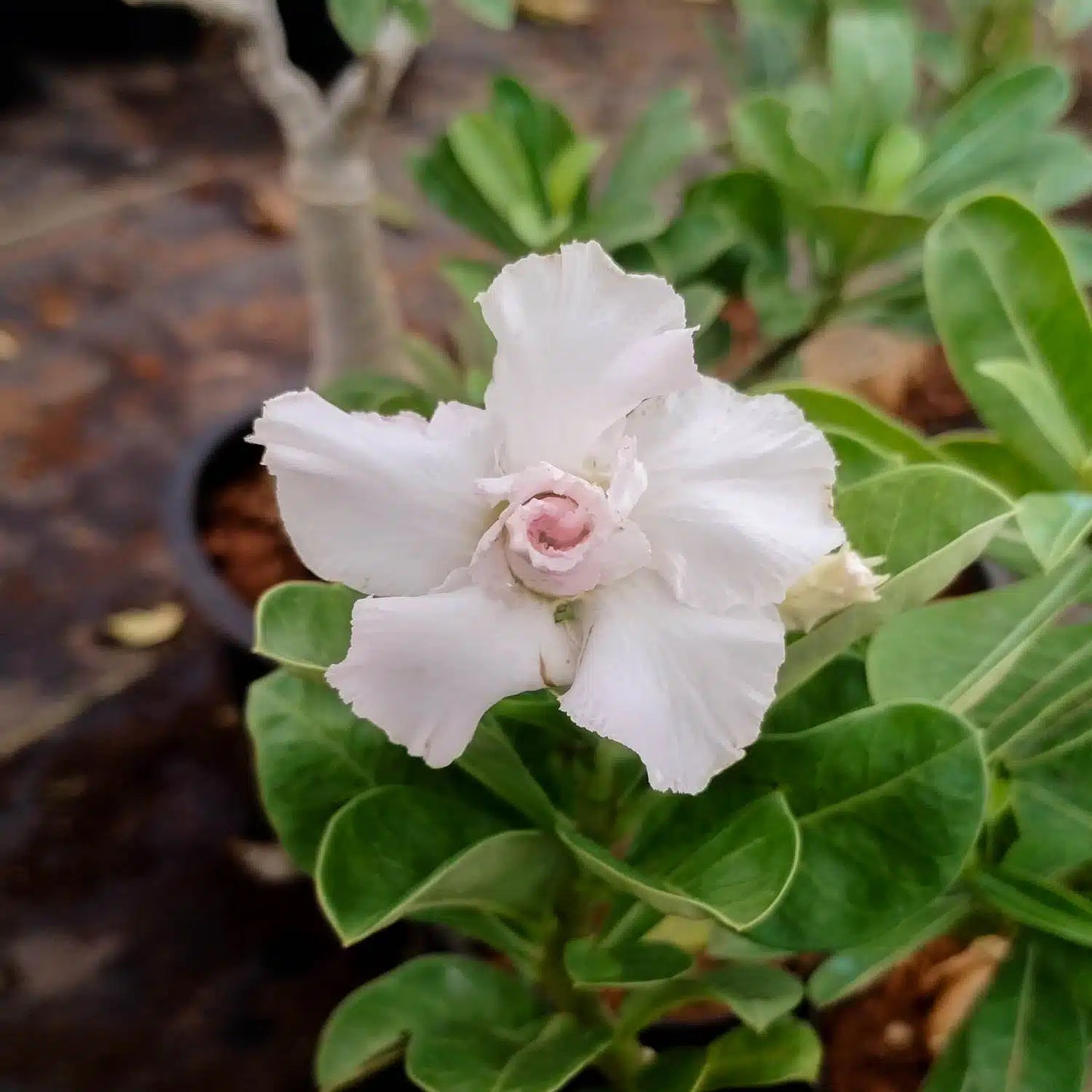 Heirloom Adenium Flower seeds for Planting Hardy Variety Heirloom & GMO Free Seeds for Home Garden