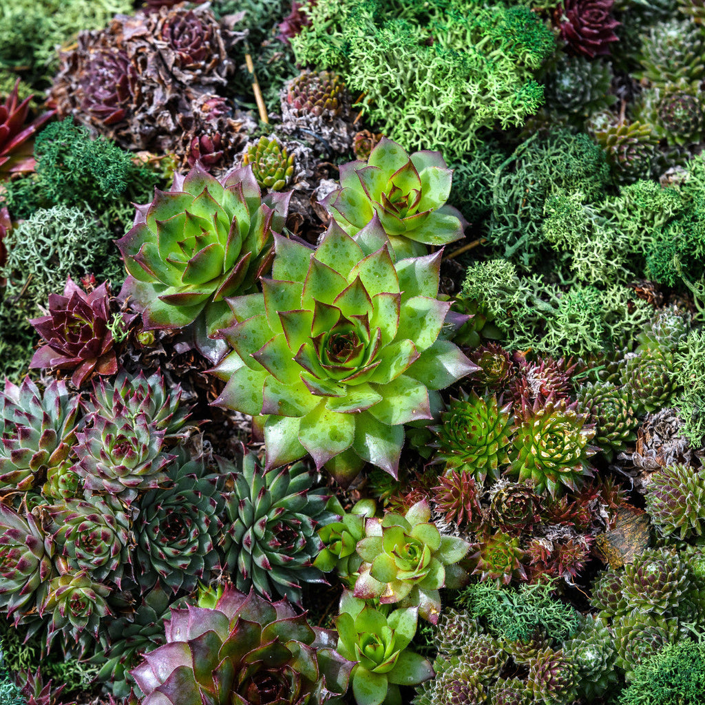 Mixed Sempervivum Flower seeds for Planting Long Bloom Season, Heirloom & GMO Free Seeds for Home Garden seeds for planting