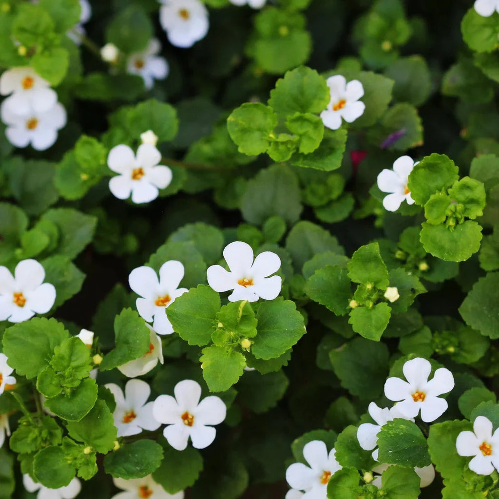 Bacopa Flower seeds for Planting Sun Loving, Heirloom & GMO Free Seeds for Home Garden vegetable and garden seeds