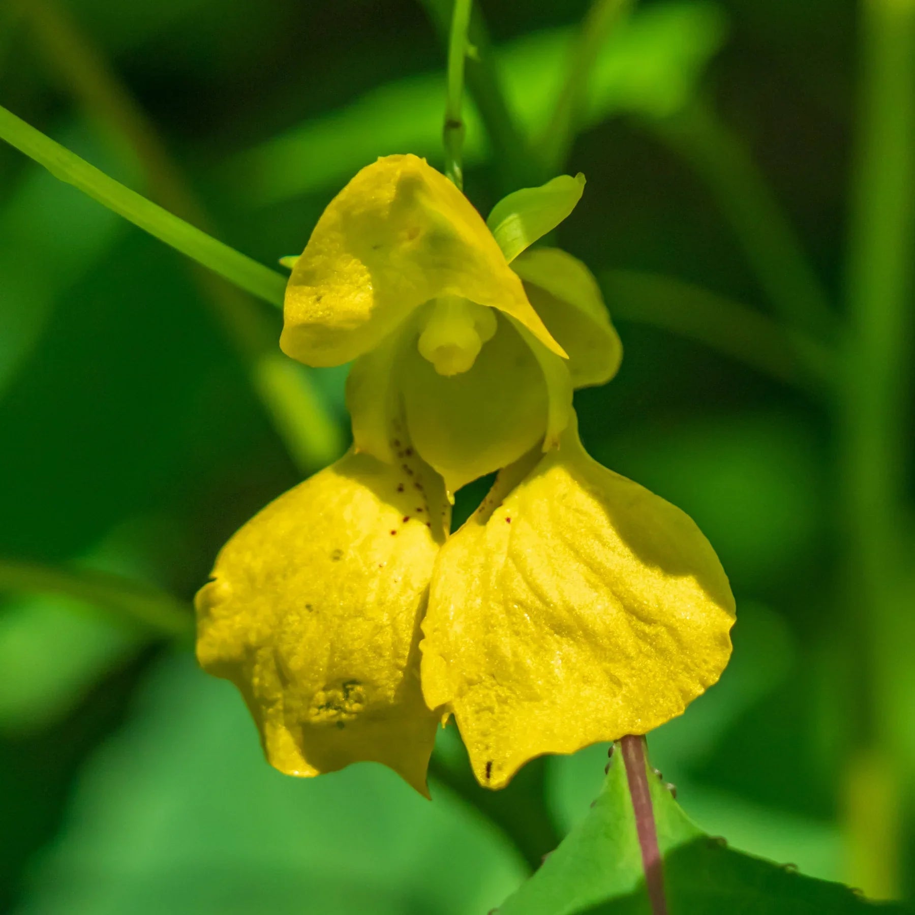 Yellow Impatiens Flower seeds for Planting Cut Flower Favorite, Heirloom & GMO Free Seeds for Home Garden vegetable and garden seeds